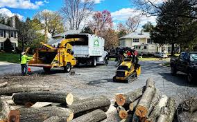 Best Tree Maintenance Programs  in Westlake Village, CA