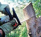 Professional Tree Care in Westlake Village, CA