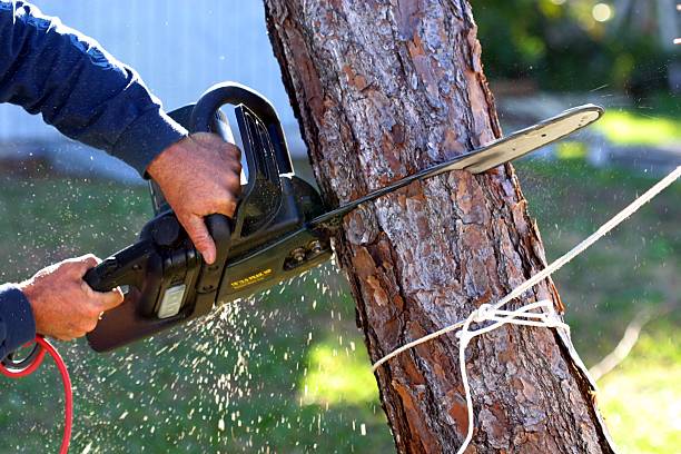 Best Root Management and Removal  in Westlake Village, CA