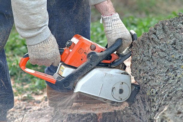 Lawn Pest Prevention in Westlake Village, CA