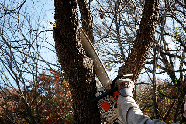 Best Palm Tree Trimming  in Westlake Village, CA
