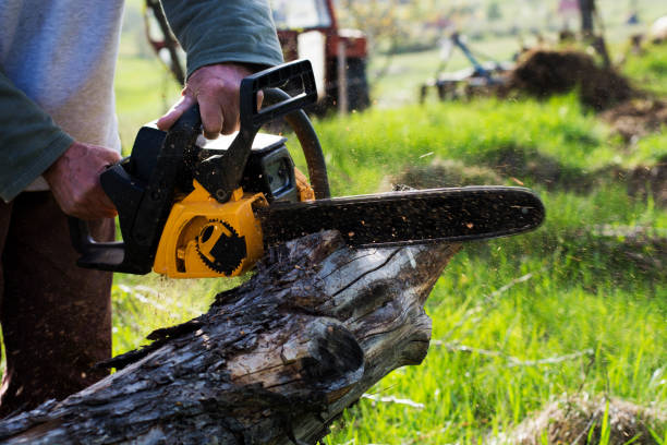 How Our Tree Care Process Works  in  Westlake Village, CA