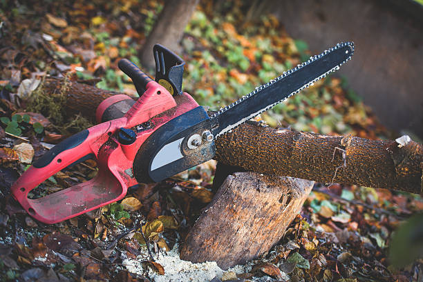 Best Fruit Tree Pruning  in Westlake Village, CA