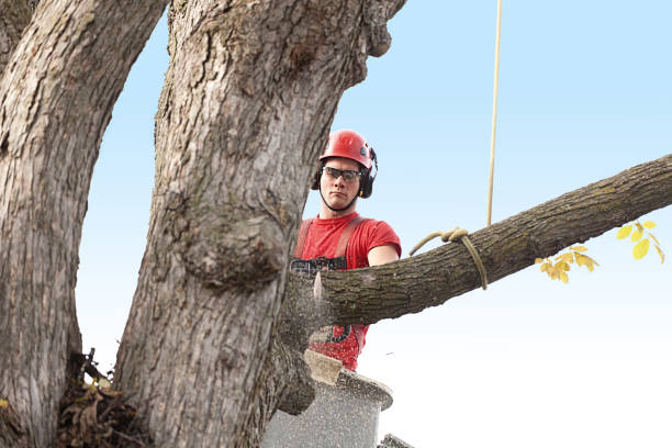 Best Tree Preservation Services  in Westlake Village, CA